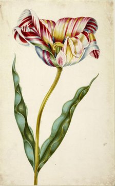 Tulip, c. 1660. Creator: Braun, Johann Bartholomäus (1626-1684).