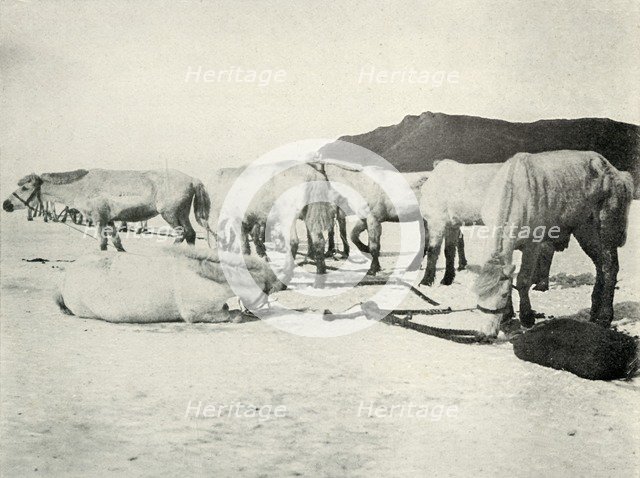 'Ponies Tethered Out on the Sea-Ice', c1910–1913, (1913). Artist: Herbert Ponting.