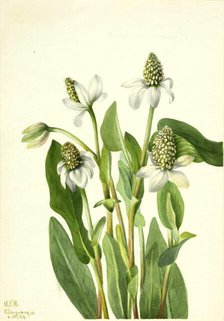 Yerba Mansa (Anemopsis californica), 1934. Creator: Mary Vaux Walcott.