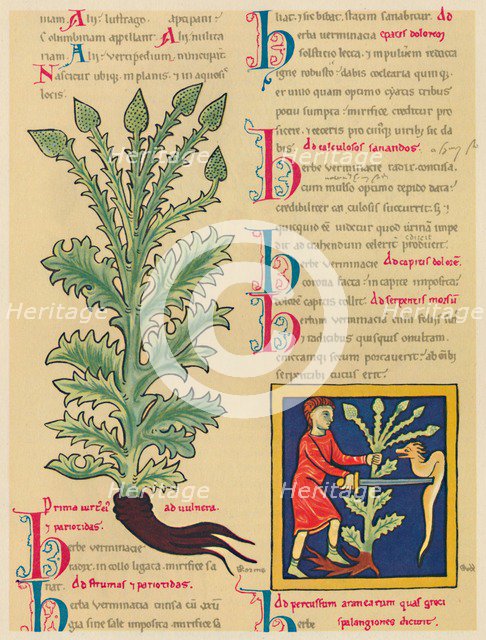 'Verbena or Vervain', 1947. Artist: Unknown.