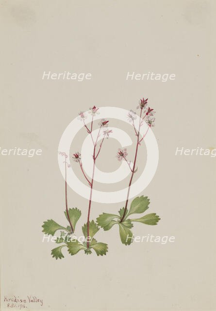Redstem Saxifrage (Saxifraga lyallii), 1916. Creator: Mary Vaux Walcott.