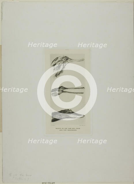 Heads of Saw-Bill Duck and Two Crocodiles, n.d. Creator: John Ruskin.