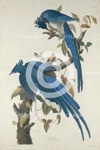 Columbia Jay, 1830. Creator: Robert Havell.