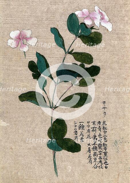 Madagascar periwinkle (Catharanthus roseus): flowering stem with separate flower. Creator: Unknown.