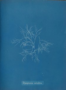 Polysiphonia subulifera, ca. 1853. Creator: Anna Atkins.