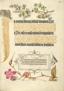 Basil Thyme, Insect, and Herb Robert, 1561-1562; illumination added 1591-1596. Creator: Joris Hoefnagel.