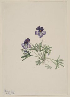 Birdsfoot Violet (Viola pedata), 1917. Creator: Mary Vaux Walcott.