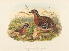 Rufous-breasted Bamboo Partridge (Bambusicola Hyperythra). Creators: John Gould, William Matthew Hart.