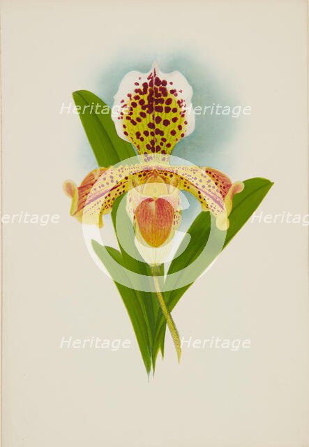 Orchid: Cypripedium, 1907. Creator: Frederick William Bolas.