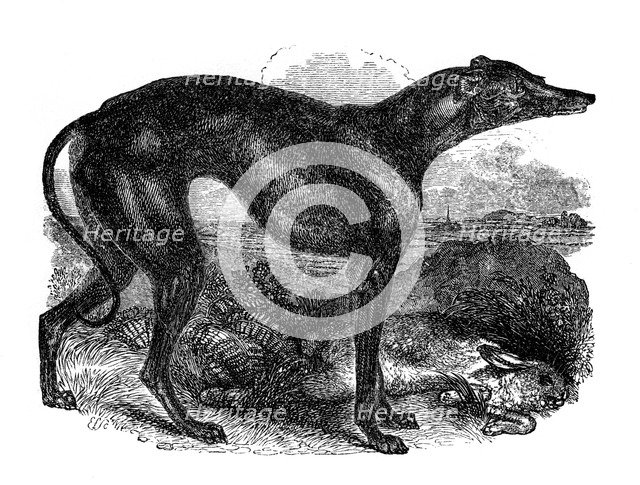 Greyhound, 1848. Artist: Unknown