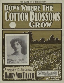 'Down where the cotton blossoms grow', 1901.  Creator: Unknown.