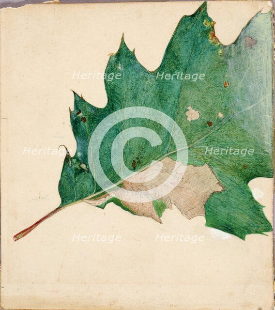 Oligocentra Lignicolor, Walker, study for book Concealing Coloration in the Animal Kingdom. Creator: Abbott Handerson Thayer.