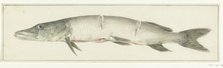 Pike, with two notches on the back, 1775-1833. Creator: Jean Bernard.