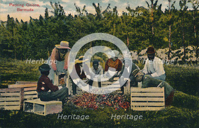 'Packing Onions, Bermuda', early 20th century. Creator: Unknown.