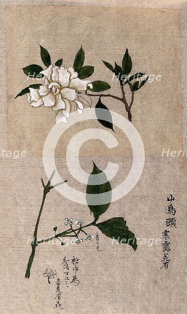 Two plants, one possibly tea (Camellia species): flowering stems. Creator: Unknown.