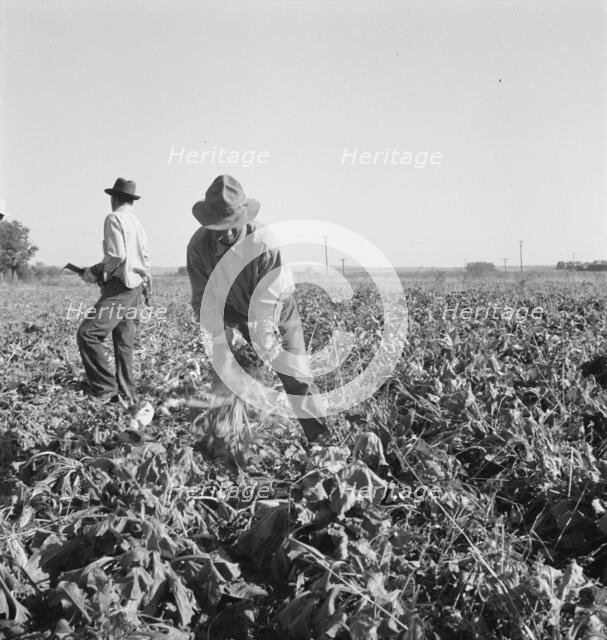 Topping sugar beets after lifter has loosened them, near Ontario, Malheur County, Oregon, 1939. Creator: Dorothea Lange.