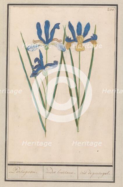 Blue Iris (Iris sibirica), 1596-1610. Creators: Anselmus de Boodt, Elias Verhulst.