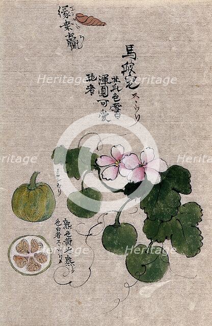 A plant, possibly a melon (Cucumis melo): flowering and fruiting stem with segments of the fruit. Creator: Unknown.