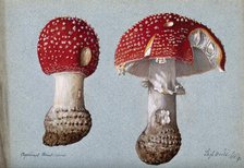The fly agaric fungus (Amanita muscaria): two fruiting bodies, 1892. Creator: Unknown.