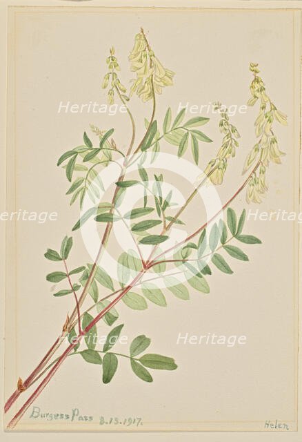 Hedysarum (Hedysarum sulphurescens), 1917. Creator: Mary Vaux Walcott.