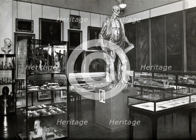 Wellcome Historical Medical Museum, Wigmore Street, London: anatomy room on the first floor. Creator: Unknown.
