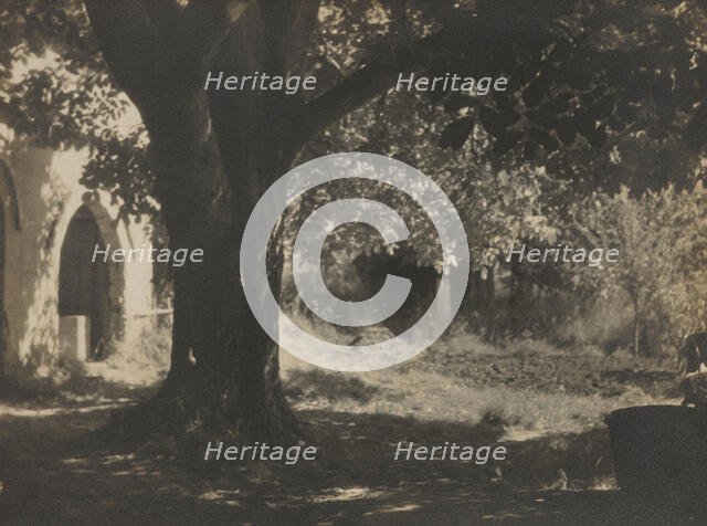 The old walnut tree, 1931. Creator: Henry Edward Gaze.