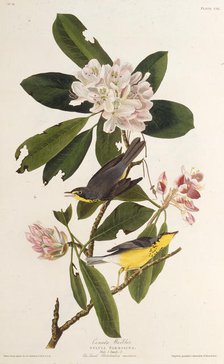 The Canada warbler. From "The Birds of America", 1827-1838. Creator: Audubon, John James (1785-1851).