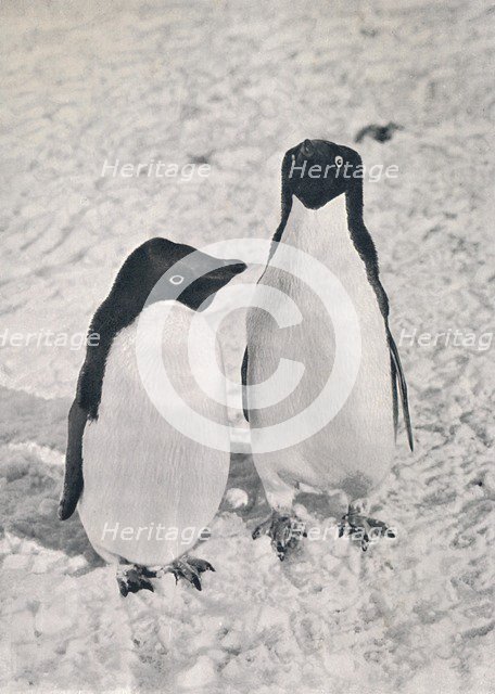 'A Pair of Adélie Penguins', c1911, (1913). Artist: Herbert Ponting.