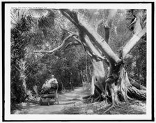The Jungle trail, Palm Beach, Fla., c.between 1910 and 1920. Creator: Unknown.