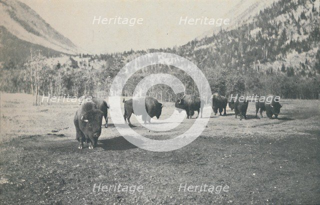 'Bison', 1916. Artist: Unknown.