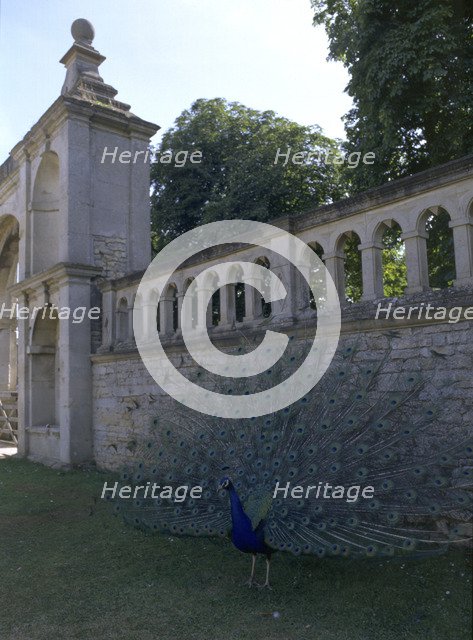 A peacock at Kirby Hall, Northamptonshire, 1998. Artist: N Corrie