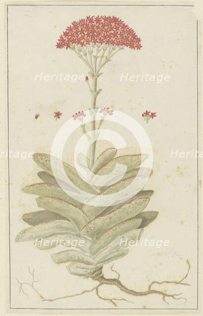 Crassula perfoliata L. (Sekelblaarplakkie), 1777-1786. Creator: Robert Jacob Gordon.