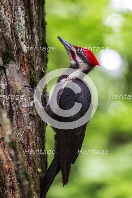 Piliated Woodpecker. Creator: Joshua Johnston.