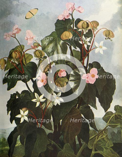 'Oblique-leaved Begonia', c1800, (1948). Creator: Caldwell.
