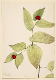 Fairy-Bells (Disporum trachycarpum), 1919. Creator: Mary Vaux Walcott.