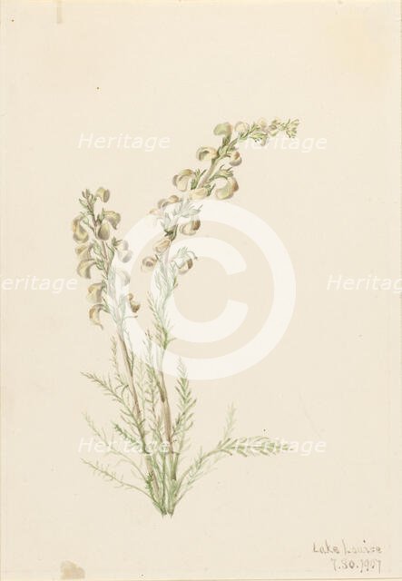 Alpine Fernlife (Pedicularis contorta), 1907. Creator: Mary Vaux Walcott.