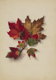 Untitled (Autumn Leaves), 1874. Creator: Mary Vaux Walcott.