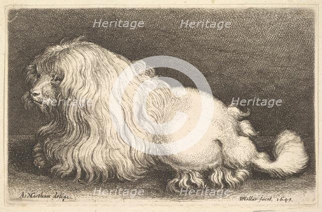 White dog, 1649. Creator: Wenceslaus Hollar.