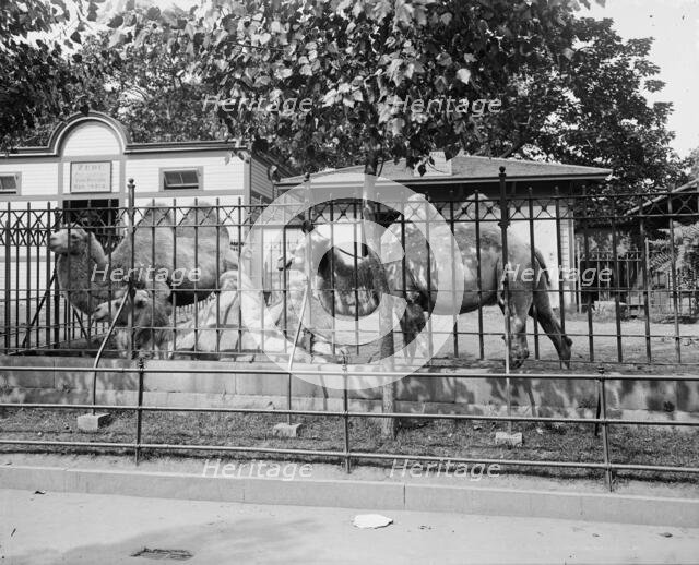 Camels in Central Park Zoo, New York, between 1900 and 1905. Creator: Unknown.