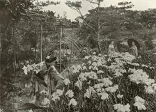 'In An Iris Garden', 1910. Creator: Herbert Ponting.