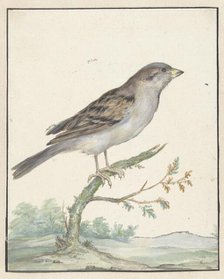 House sparrow, 1650-1719. Creator: Jan Weenix.