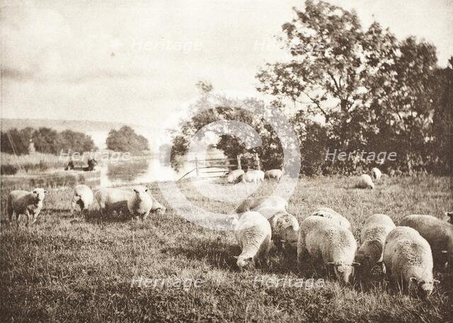 A Study Of Sheep, Printed 1889-1891. Creator: J. B. B. Wellington.
