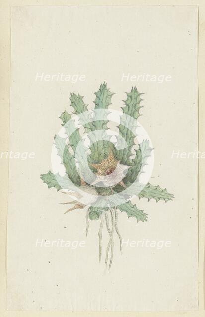 Huernia barbata (Masson) Haw., 1777-1786. Creator: Robert Jacob Gordon.