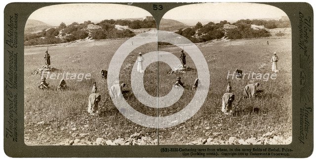 Gathering tares from wheat in the stony fields of Bethel (Baytin), Palestine, 1900.Artist: Underwood & Underwood