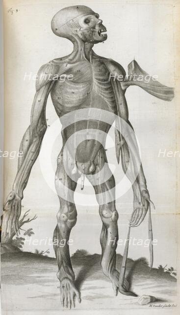 An anatomical drawing, 1699.  Creator: Michael Vandergucht.