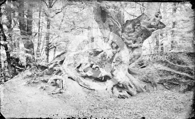 Beech tree at Burnham, Buckinghamshire, c1860-c1922. Artist: Henry Taunt