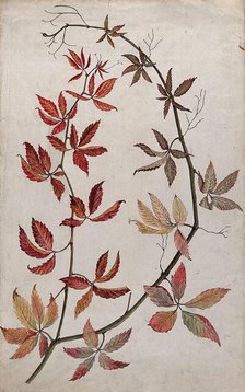 Virginia creeper (Parthenocissus quinquefolia): stem with coloured autumn leaves, c1890s. Creator: Unknown.