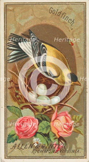 Goldfinch, from the Birds of America series (N4) for Allen & Ginter Cigarettes Brands, 1888. Creator: Allen & Ginter.