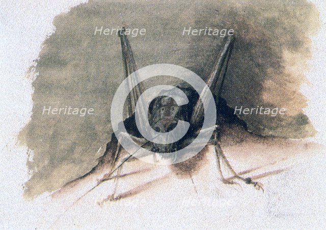 'Green Grasshopper', 16th century. Artist: Joris Hoefnagel