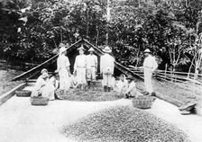 Drying cocoa, Trinidad, c1900s. Artist: Unknown